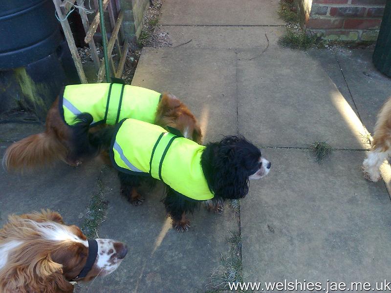 2010-11-28 06.jpg - Hal showing off his calming band